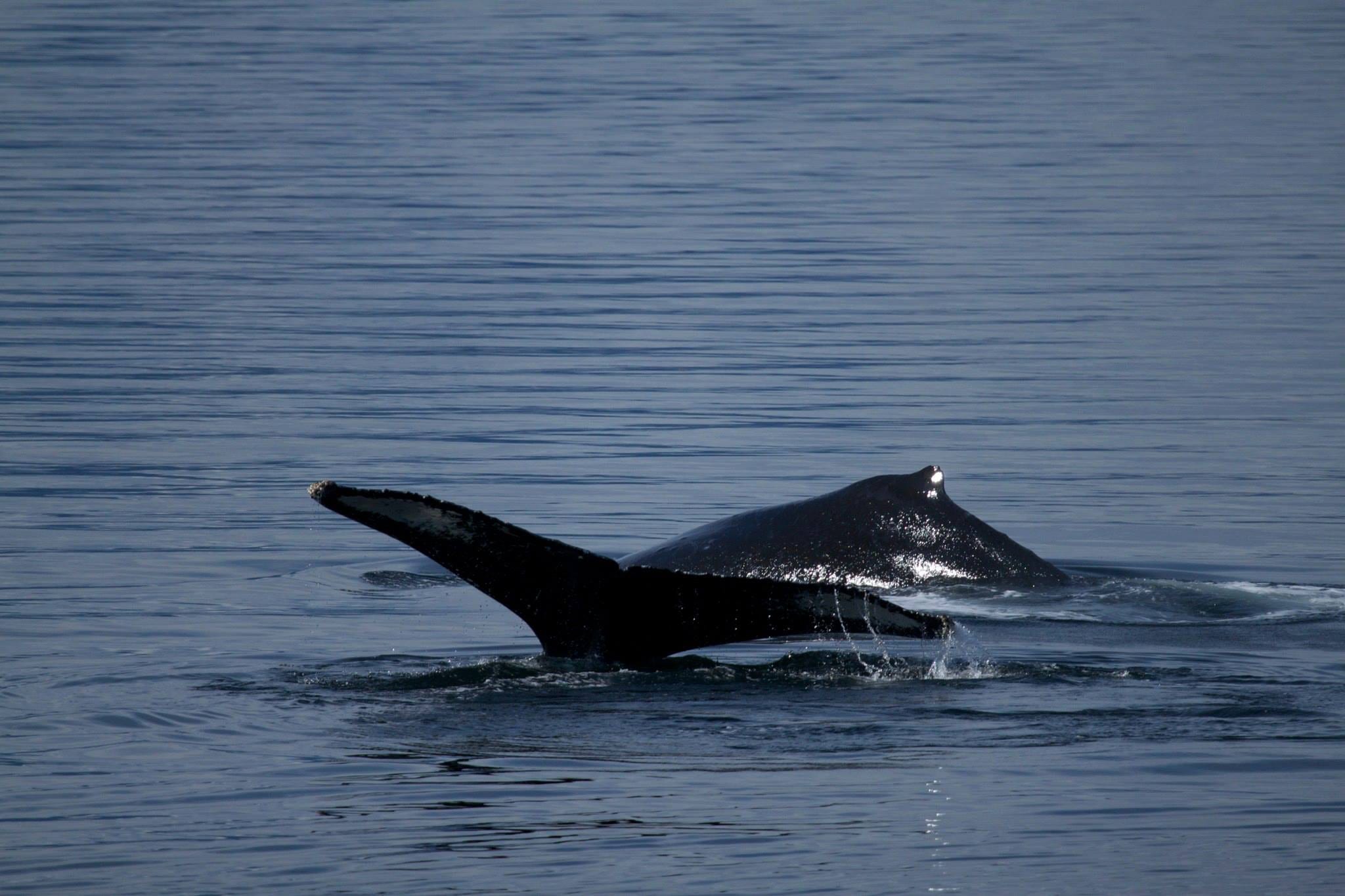 Whales - Bubble Feeding in Alaska