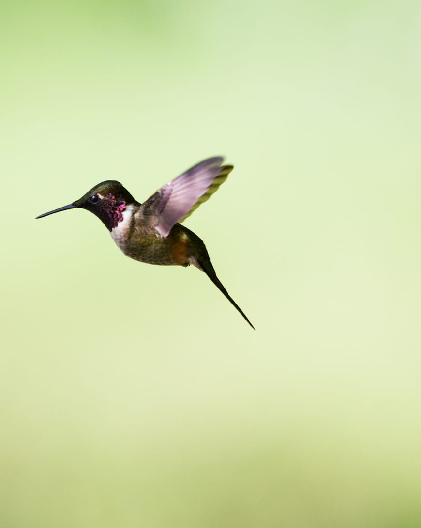 Costa Rica Adventure / Hummingbirds