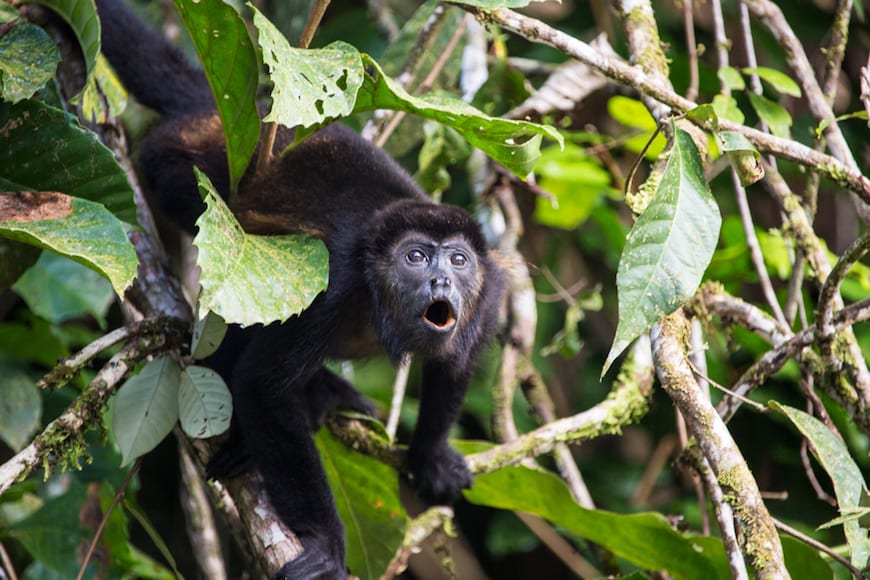 Costa Rica Adventure / Howler Monkeys