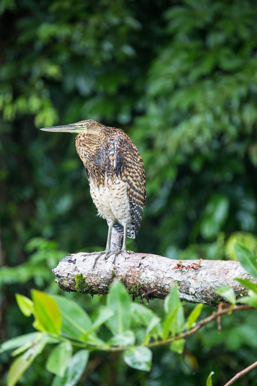 Costa Rica Adventure / Birds