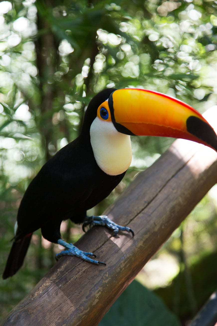 Brazilian Bird Sanctuary