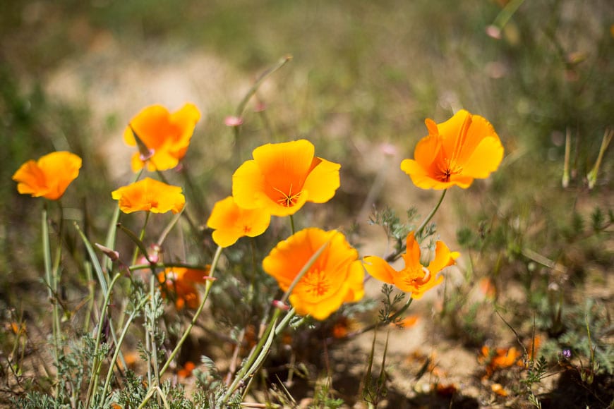 Antelope Valley Poppy Reserve California