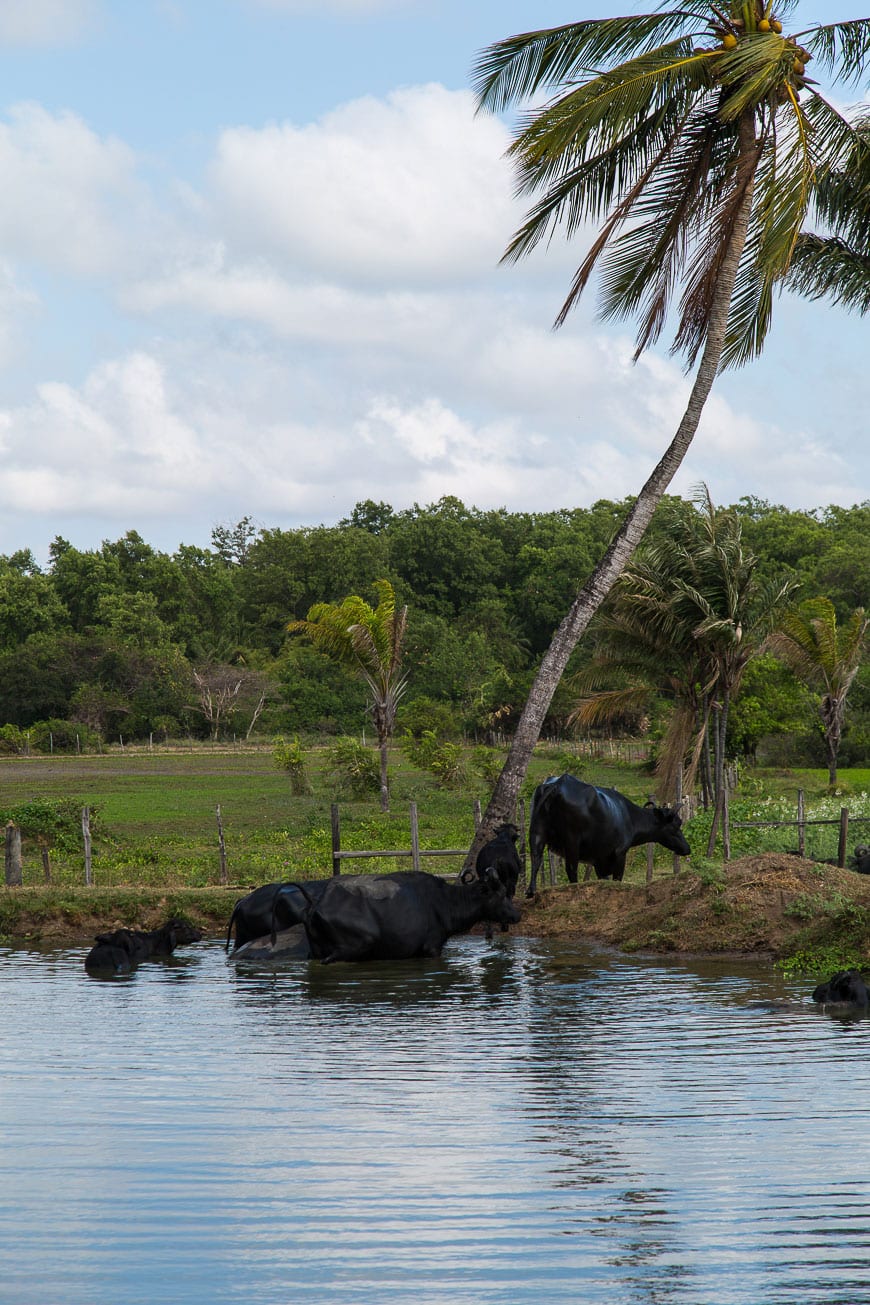 Water Buffalo Belém, Brazil
