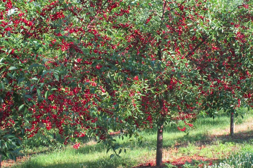 Tart Cherry Orchards | Traverse City, Michigan